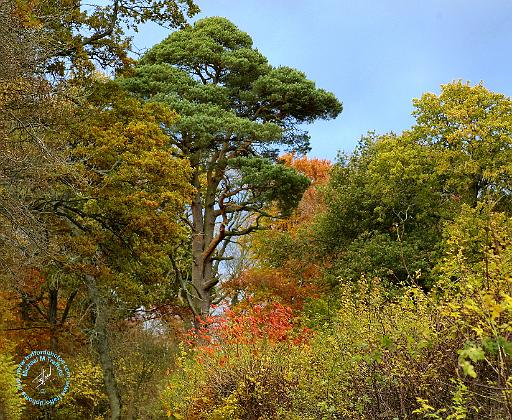 Autumn 9P67D-03.JPG